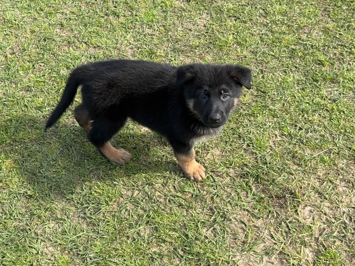 German Shepherd Dog Puppies breeder image 6