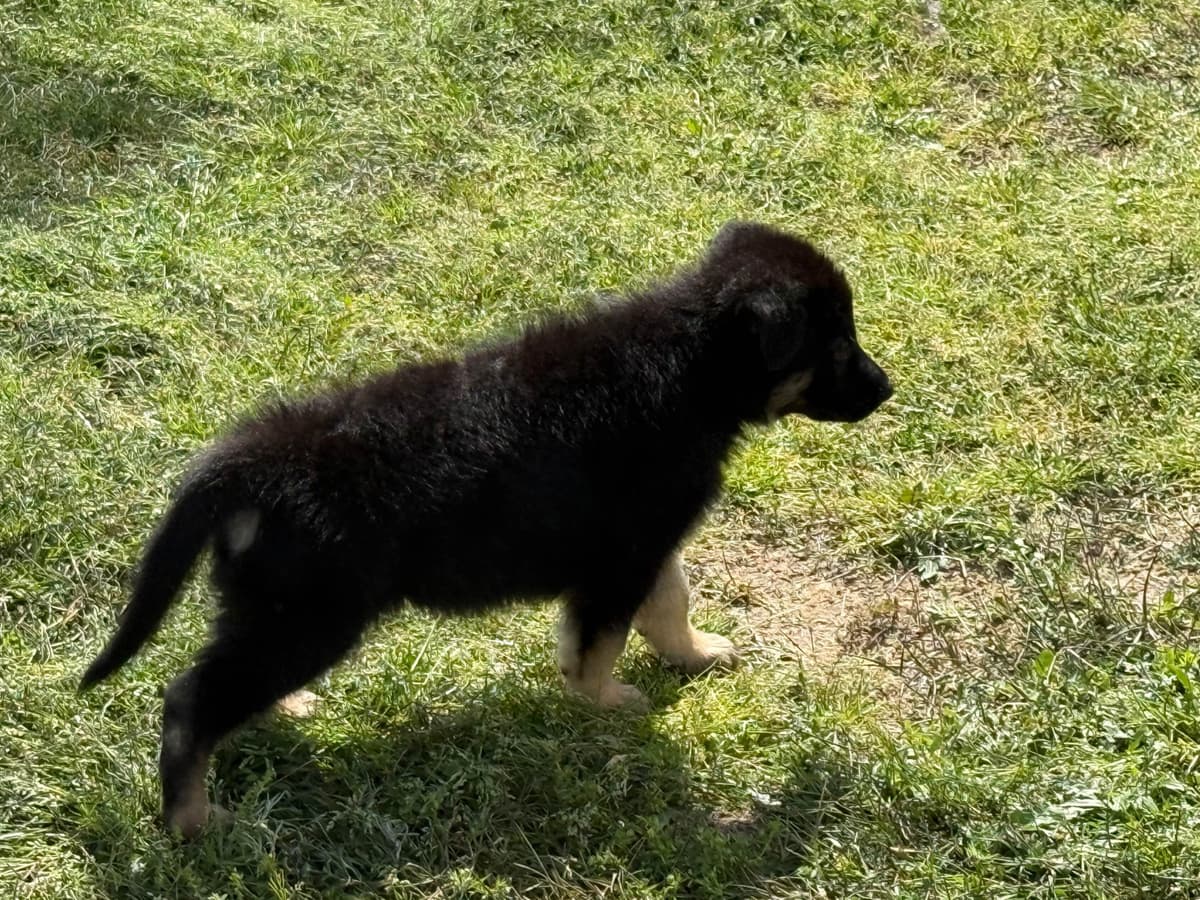 German Shepherd Dog Puppies breeder image 8