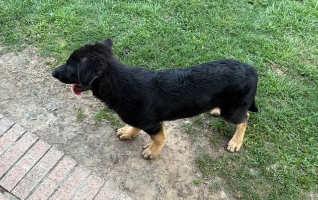 German Shepherd Dog Puppies media 3