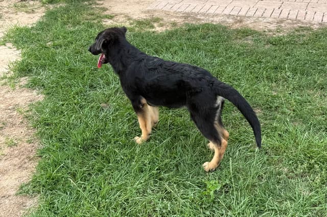 German Shepherd Dog Puppies media 4