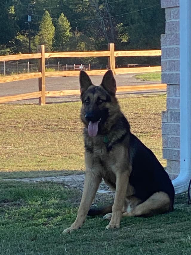 German Shepherd Dog Puppies media 5