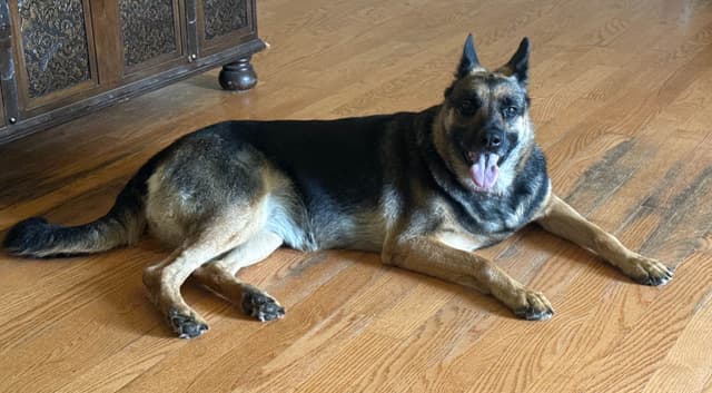 German Shepherd Dog Puppies media 6