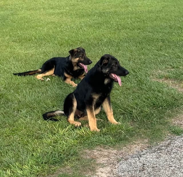 German Shepherd Dog Puppies media 8