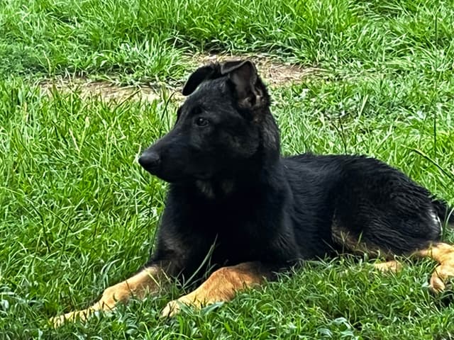 German Shepherd Dog Puppies media 9
