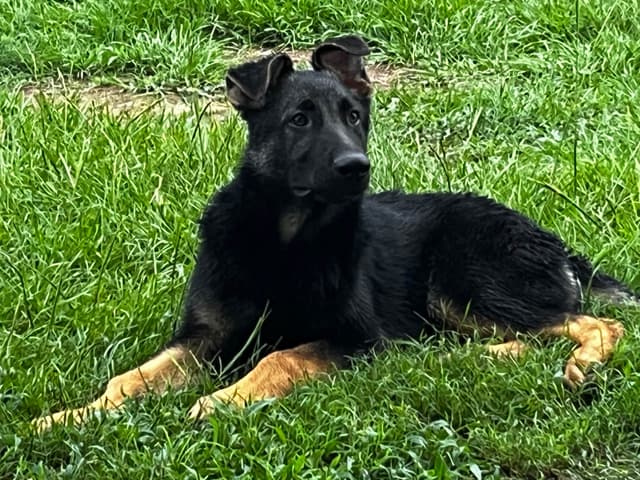 German Shepherd Dog Puppies media 10