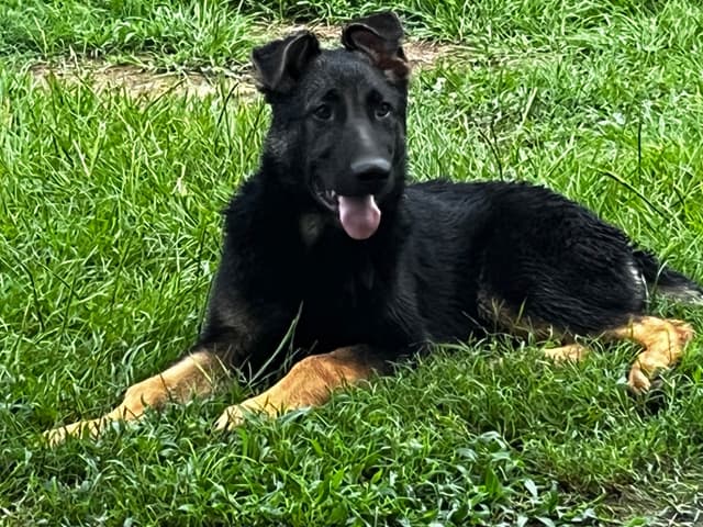 German Shepherd Dog Puppies media 11