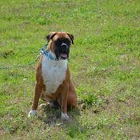 Boxer Puppies breeder image 4