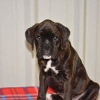 Boxer Puppies breeder image 1