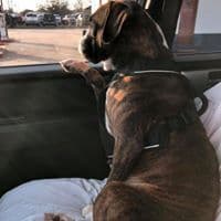 Boxer Puppies breeder image 5