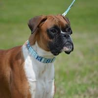 Boxer Puppies breeder image 2