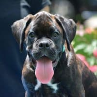 Boxer Puppies breeder image 3