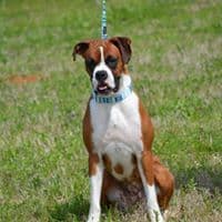 Boxer Puppies breeder image 7