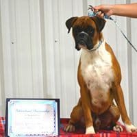 Boxer Puppies breeder image 8