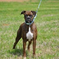 Boxer Puppies breeder image 9