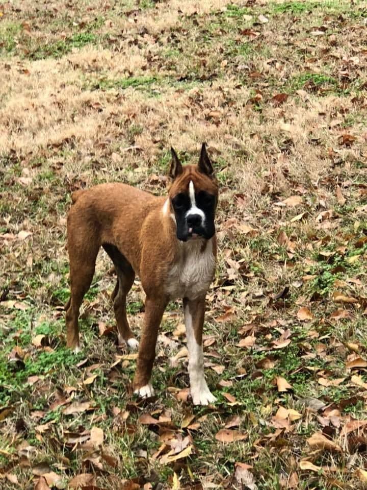 Boxer Puppies breeder image 11
