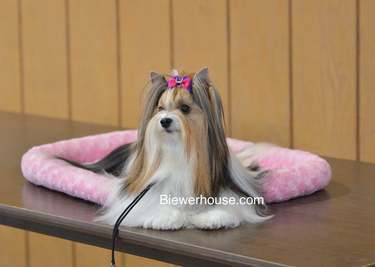 Biewer Terrier Puppies breeder image 1