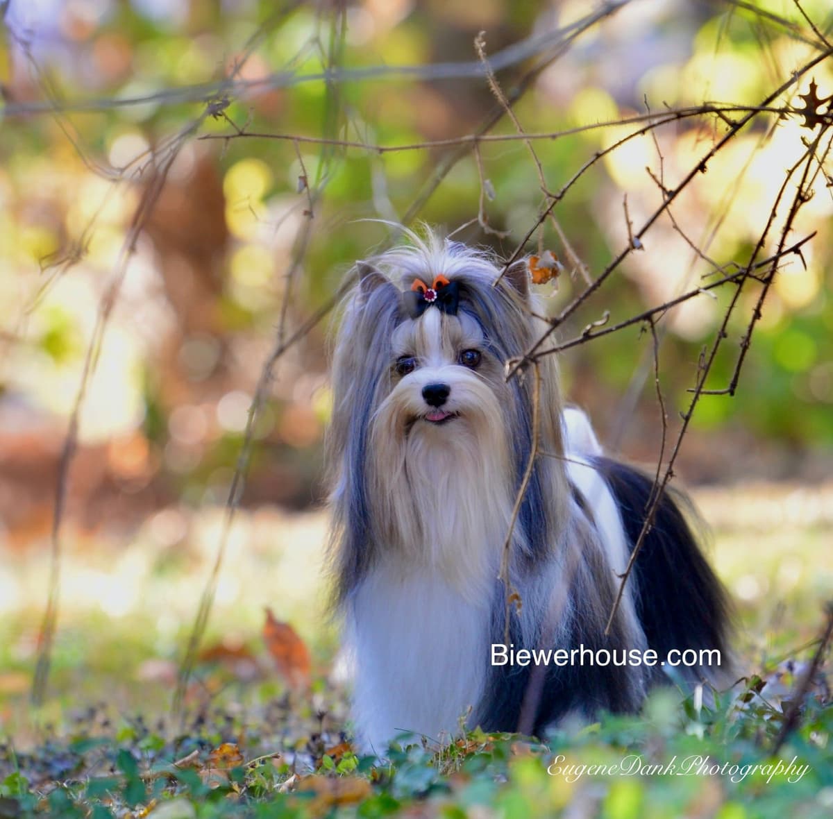 Biewer Terrier Puppies breeder image 3