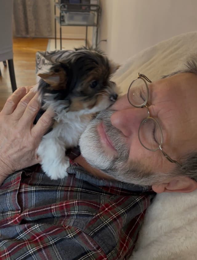 Biewer Terrier Puppies media 2