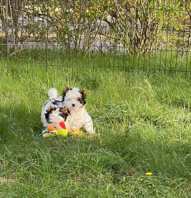 Biewer Terrier Puppies media 3