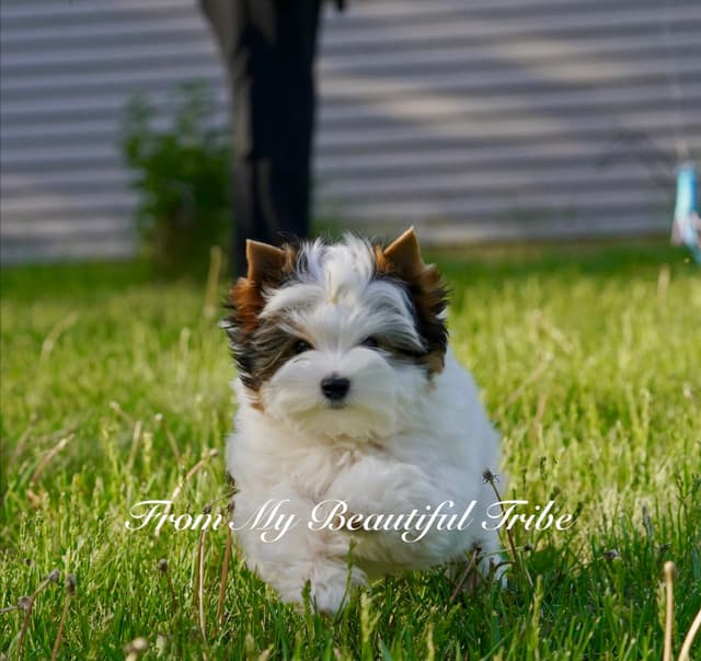 Biewer Terrier Puppies media 4