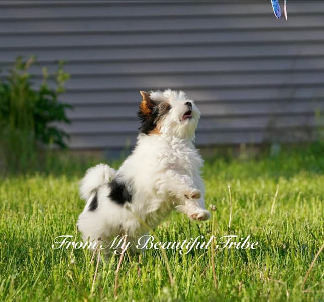Biewer Terrier Puppies media 6