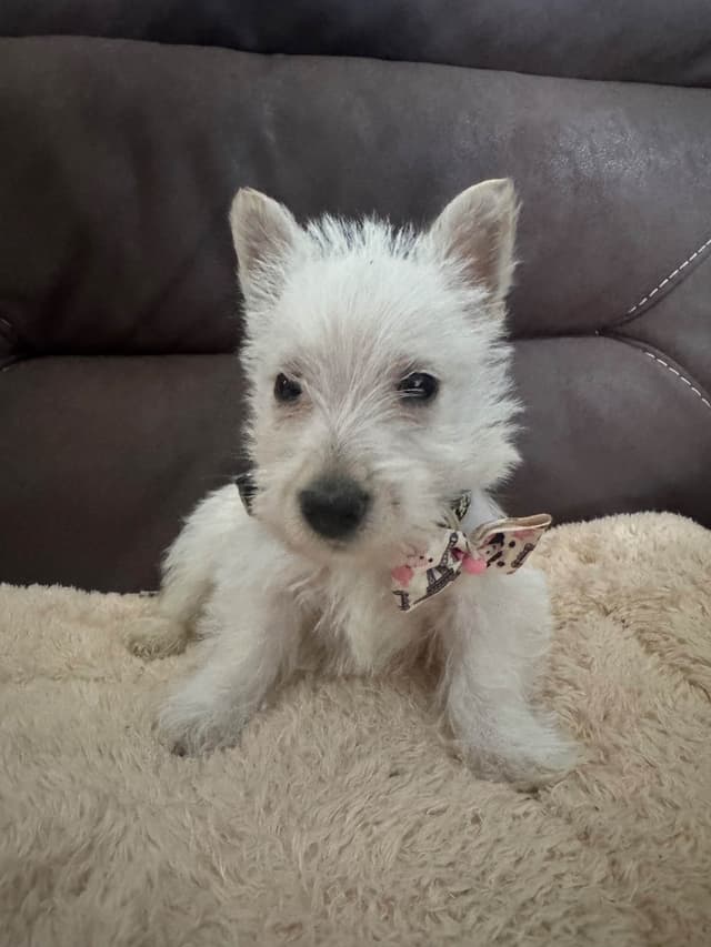 Scottish Terrier Puppies media 3