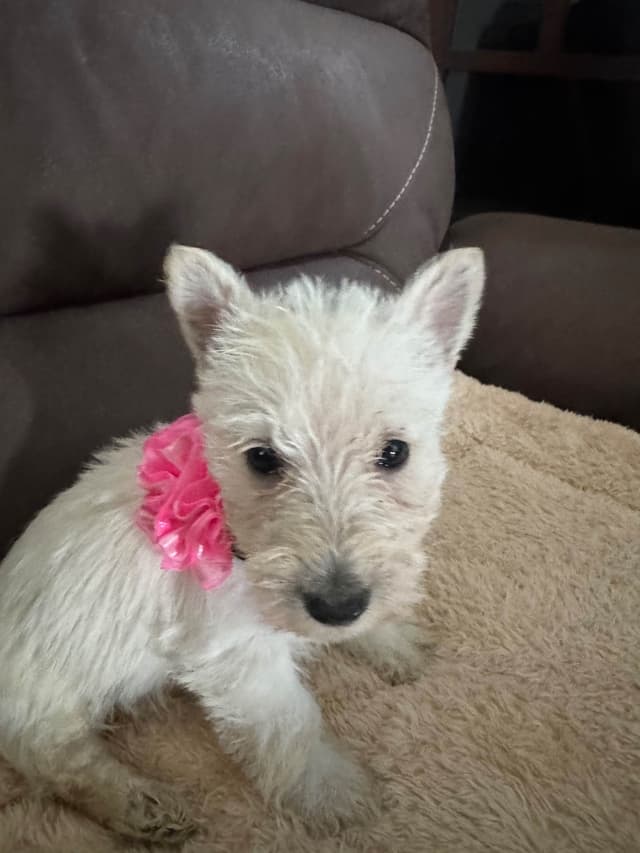 Scottish Terrier Puppies media 5