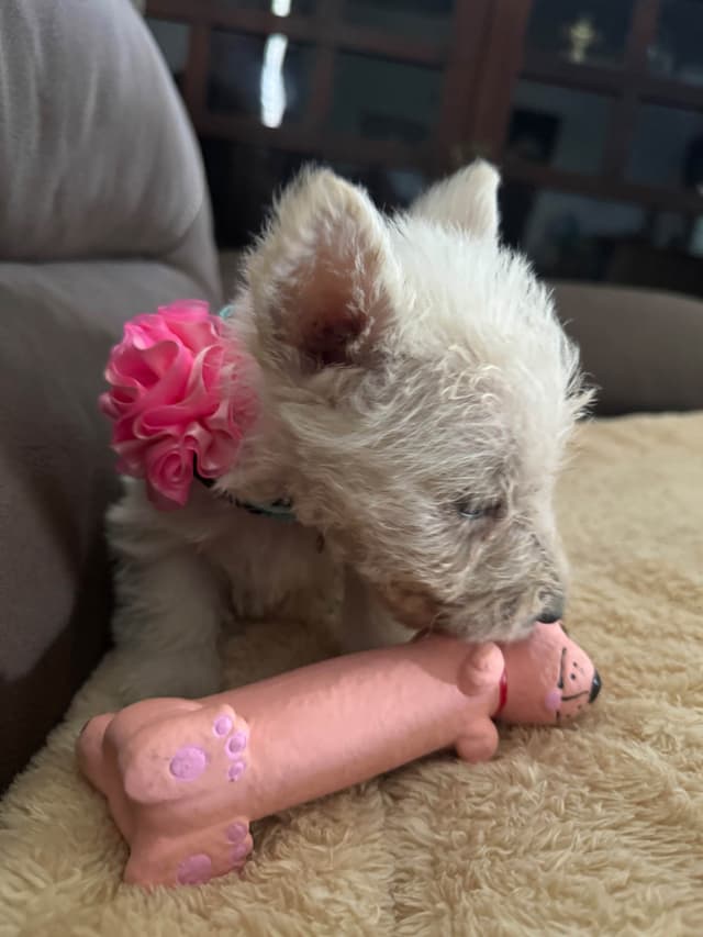 Scottish Terrier Puppies media 6