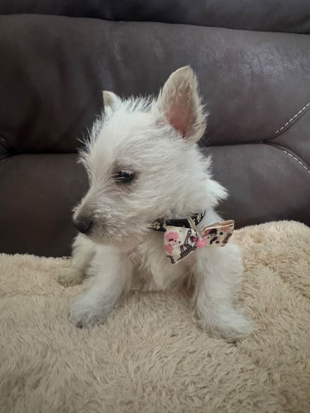 Scottish Terrier Puppies media 2