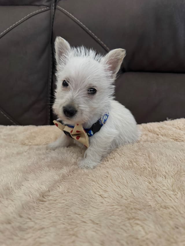 Scottish Terrier Puppies media 4