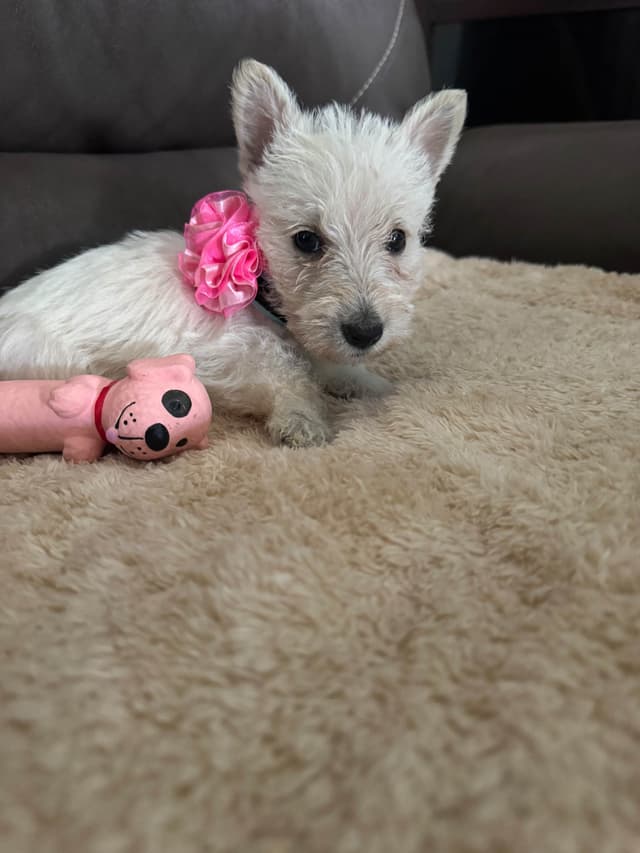 Scottish Terrier Puppies media 7