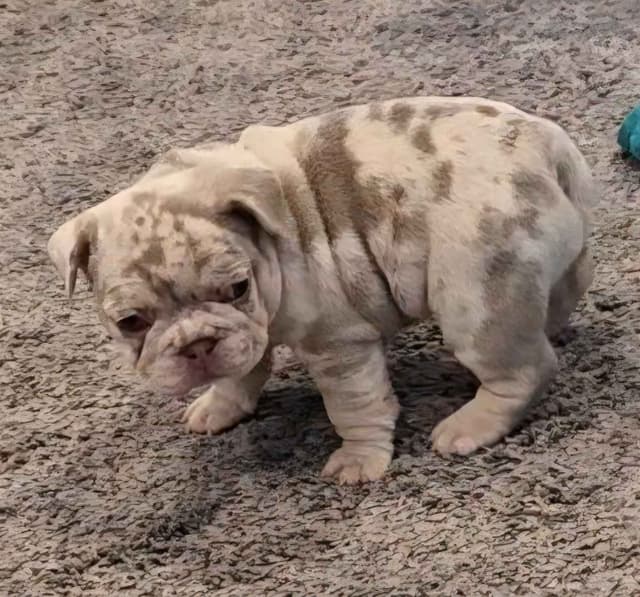 French Bulldog Puppies | Health & Temperament media 8