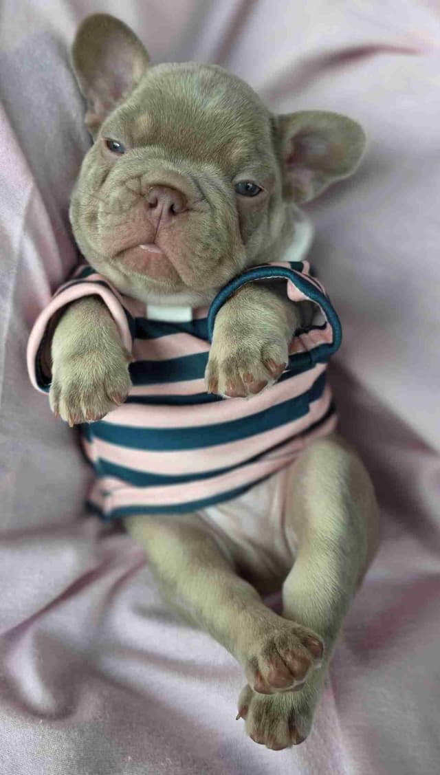 French Bulldog Puppies | Health & Temperament media 7