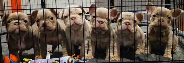 French Bulldog Puppies | Health & Temperament media 6