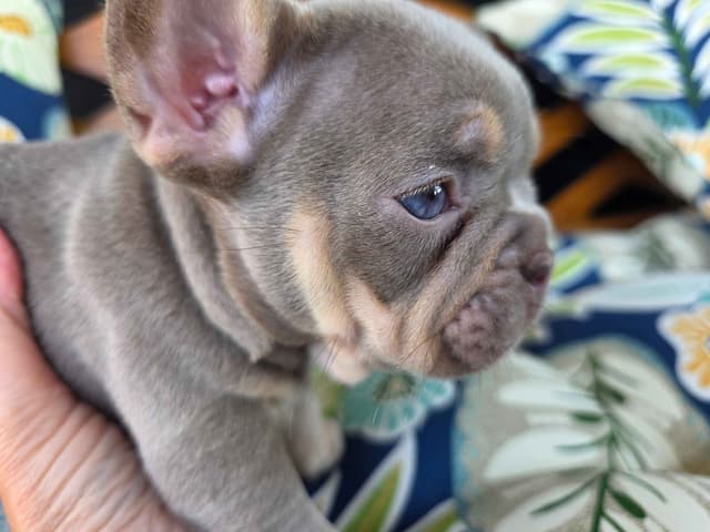 French Bulldog Puppies | Health & Temperament media 4