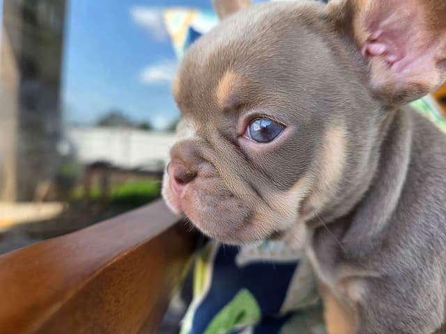 French Bulldog Puppies | Health & Temperament media 9
