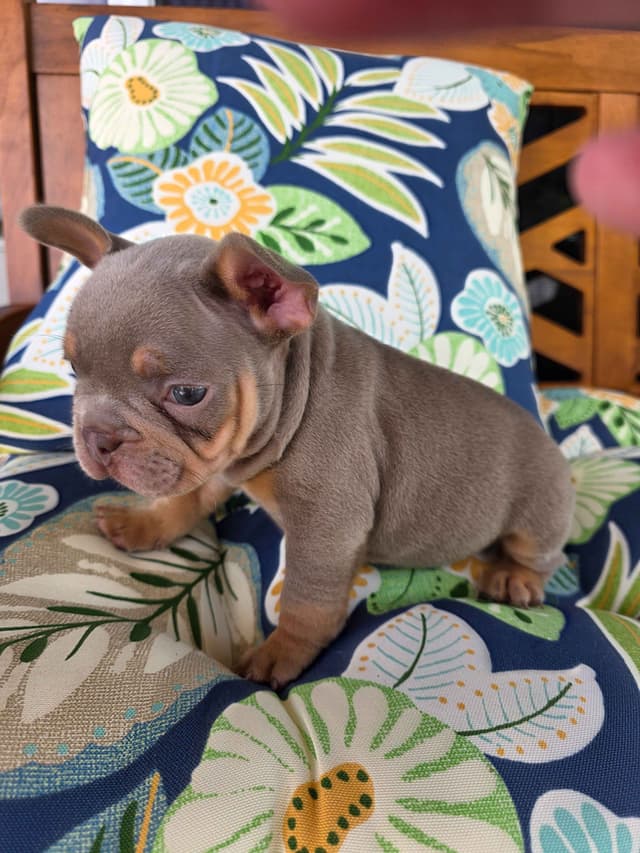 French Bulldog Puppies | Health & Temperament media 10