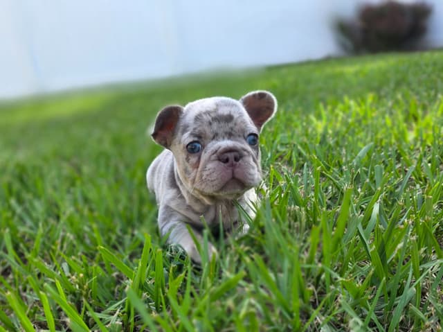 French Bulldog Puppies | Health & Temperament media 12