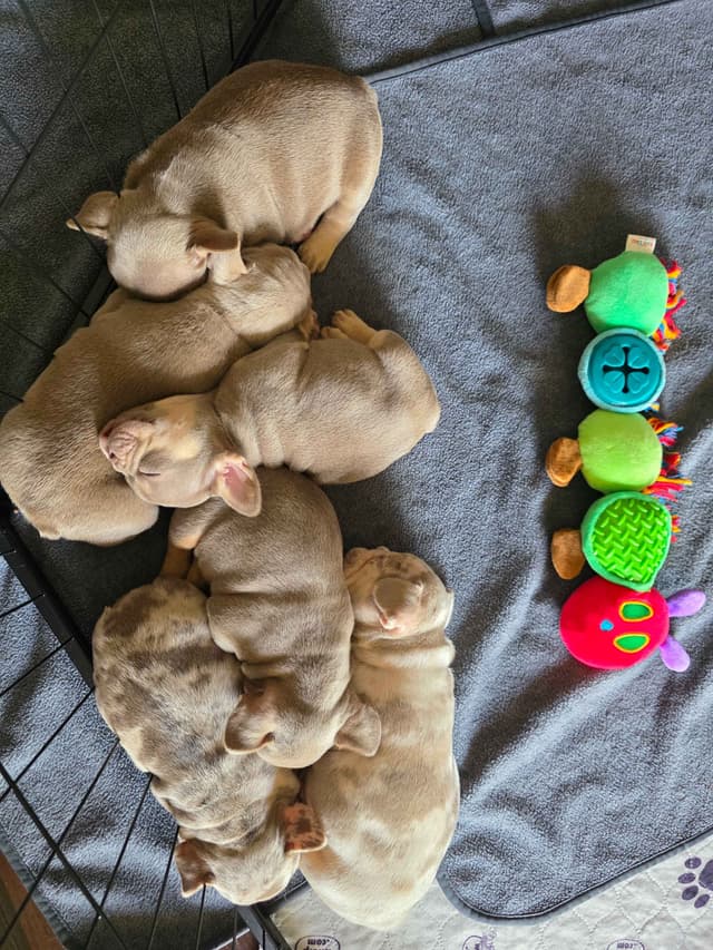 French Bulldog Puppies | Health & Temperament media 13