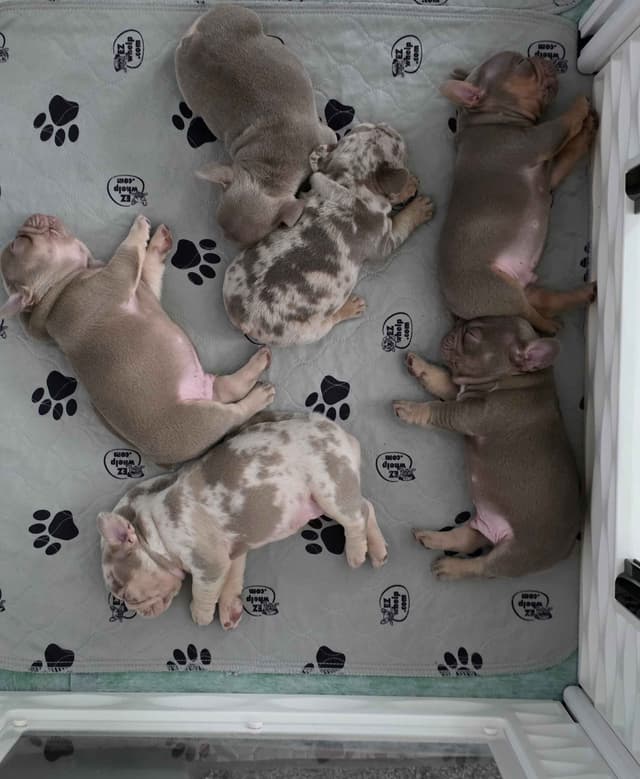 French Bulldog Puppies | Health & Temperament media 16