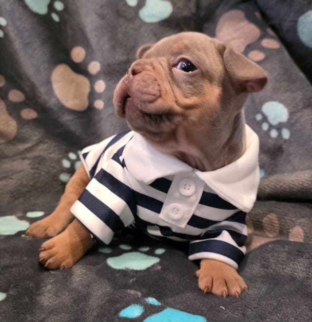 French Bulldog Puppies | Health & Temperament media 2