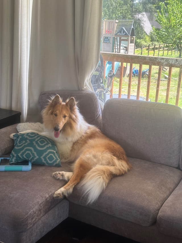 PNW Rough Collies media 7