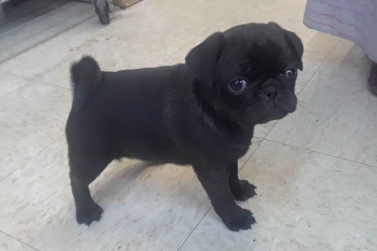 Pug Puppies breeder image 4