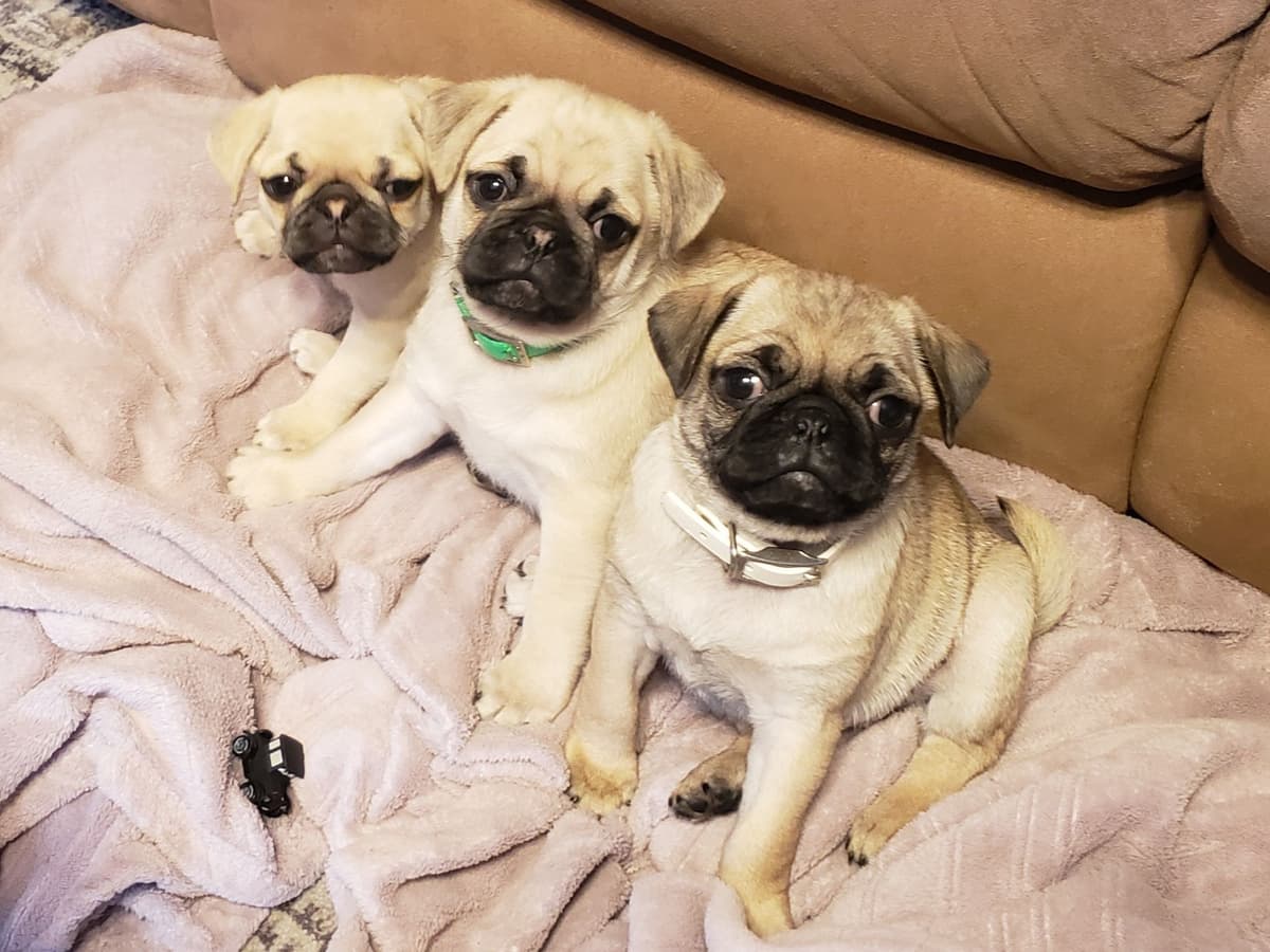 Pug Puppies breeder image 1