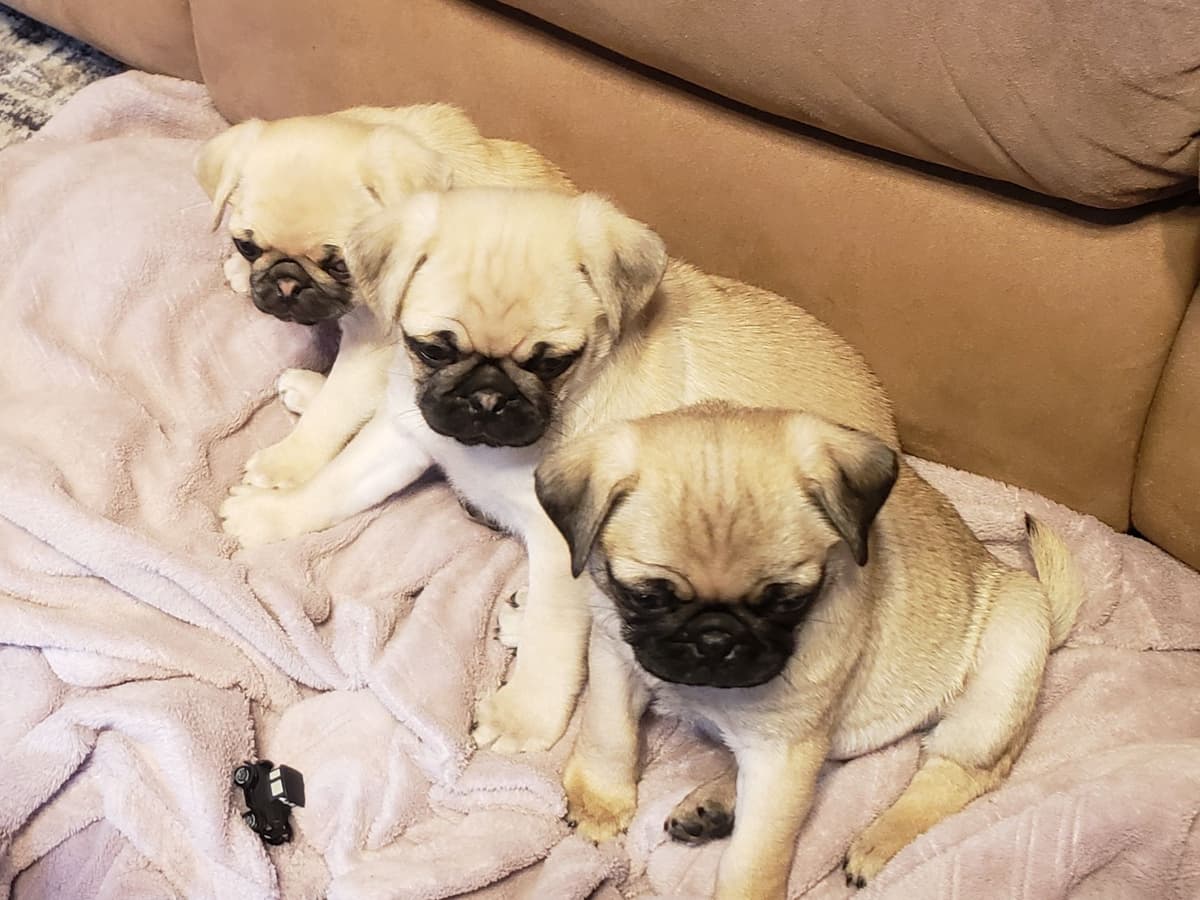 Pug Puppies breeder image 2