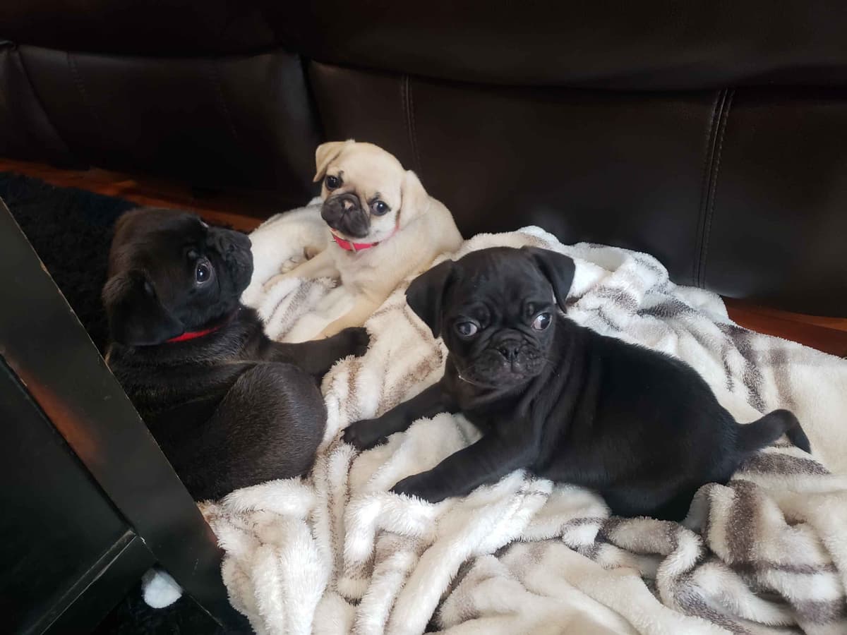 Pug Puppies breeder image 3