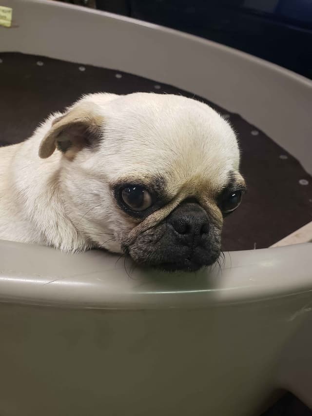 Pug Puppies media 16