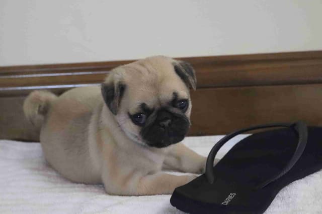 Pug Puppies media 2