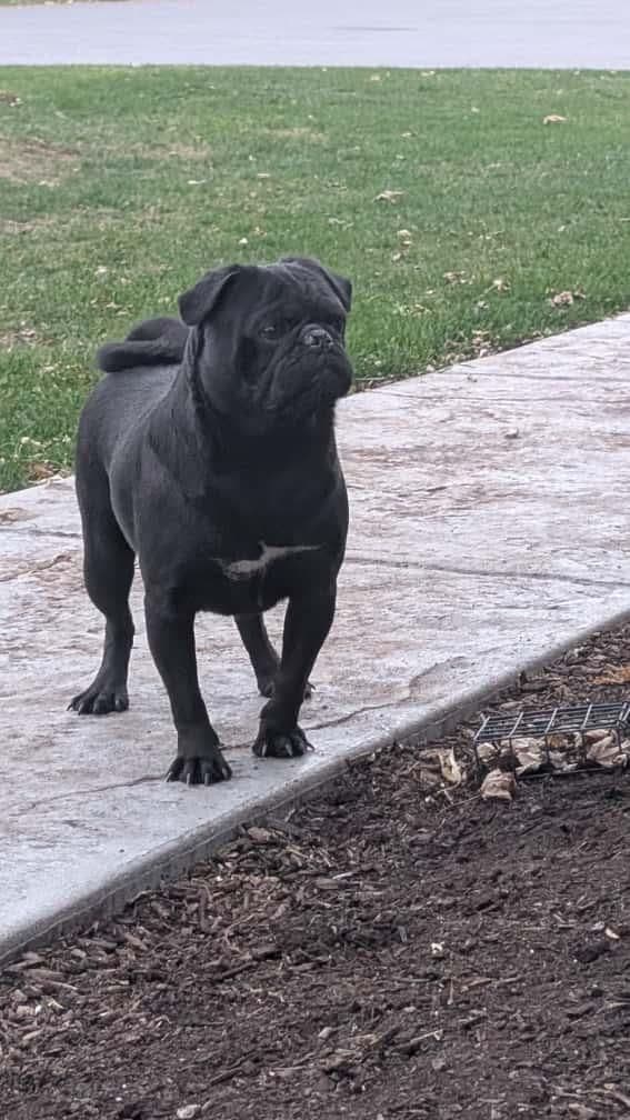 Pug Puppies media 18