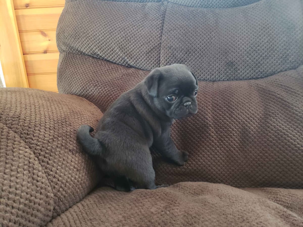 Pug Puppies breeder image 5